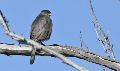 Cooper's Hawk, adult female