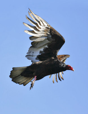 Turker Vulture, adult (2 of 2)