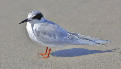 Forster's Tern, 1st cycle