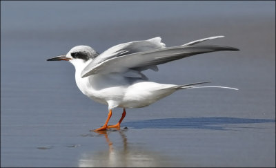 Forster's Tern, 1st cycle