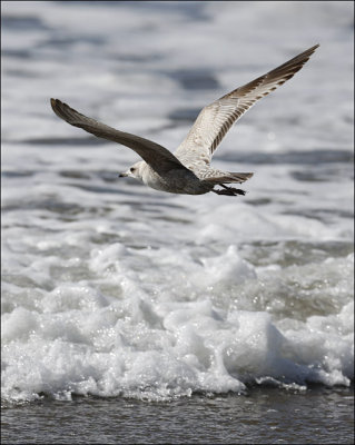 Herring Gull, 1st cycle