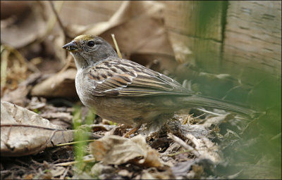 Golden -crowned Sparrow, winter adult