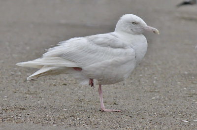 Glaucous Gull, 2nd cycle (3 of 9)