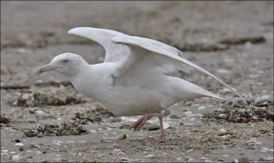 Glaucous Gull, 2nd cycle (5 of 9)