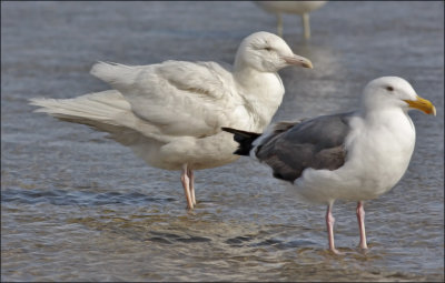 Glaucous Gull, 2nd cycle with Western Gull (6 of 9)