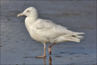 Glaucous gull, 2nd cycle (7 of 9)