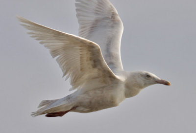 Glaucous Gull, 2nd  cycle (8 of 9)