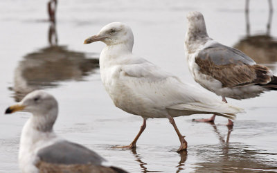 Glaucous gull, 2nd cycle (9 of 9)