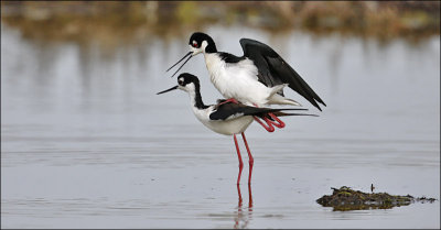 Black-necked Stilts, pair