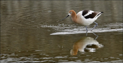 American Avocet, altrnate adult (1 of 3)