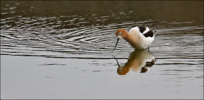 American Avocet, alternate adult (2 of 3)