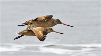 Marbled Godwits