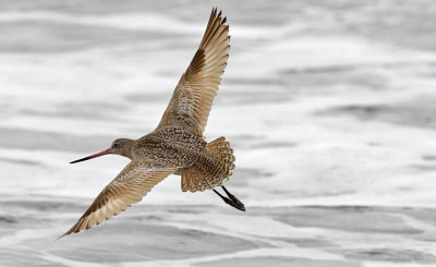 Marbled Godwit