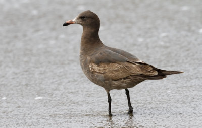 Heermann's Gull, 1st cycle