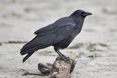 Common Raven (2 of 2)