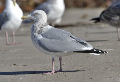 Herring gull, basic adult