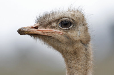 Domestic African Ostrich (1 of 2)