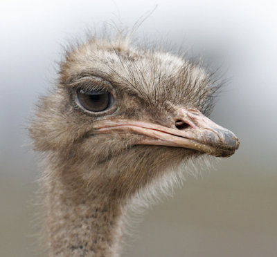 Domestic African Ostrich (2 of 2)