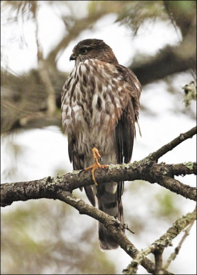 Sharp-shinned Hawk, juv. (1 of 3)