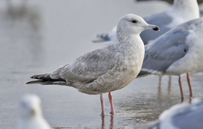 Thayers Iceland Gull, 2nd cycle