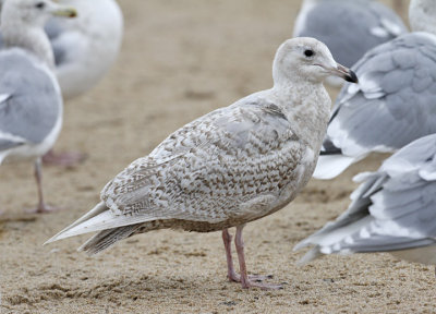 Glaucous Gull, 1st cy - possible backcross with GWGU - (1 of 3)