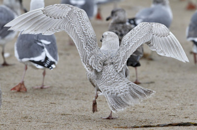 Glaucous Gull, 1st cy - possible back cross with GWGU - (2 of 3)
