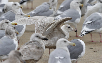 Glaucous Gull, 1st cy - possible back cross with GWGU - (3 of 3)