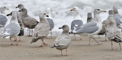 Thayer's Iceland Gull (center), 1st cycle 