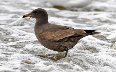 Heermann's Gull with tongue issue, 1st cycle (1 of 2)