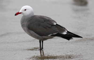 Heermann's Gull, alternate 4th cy or adult