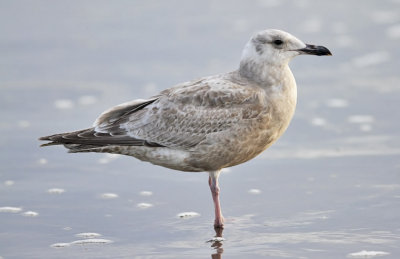 Glaucous-wingd x Herring Gull, 1st cycle