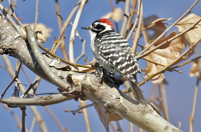 Nuttall's Woodpecker, adult male