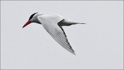 Caspian Tern, Alternate adult