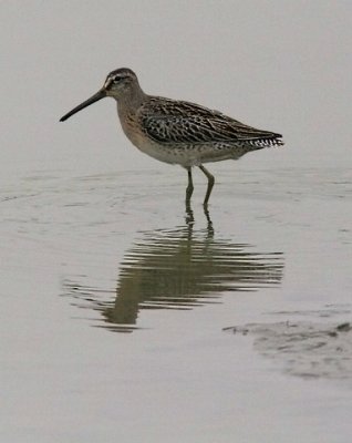 presumed short-billed Dowitcher, juv.