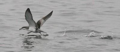 Buller's Shearwater