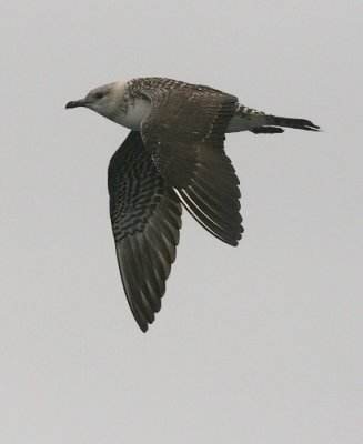 Long-tailed Jaeger, immature (#1 of 2 )