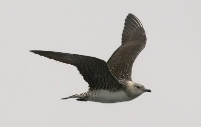Long-tailed Jaeger, immature (#2 of 2)