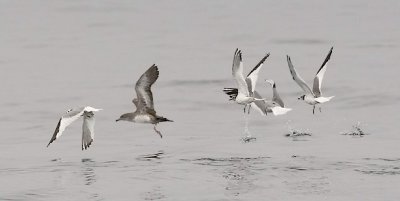 Sabine's Gulls with Pink-footed Shearwater