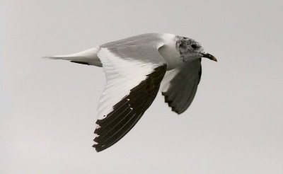 Sabine's Gull, prebasic adult