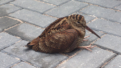 Woodcock at Turfmarkt, Den Haag