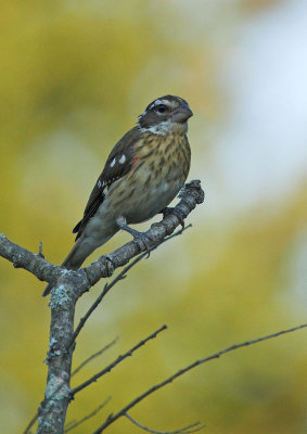 Rose-breasted Grosbeak - female