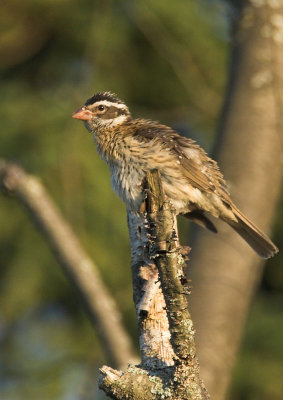 Rose-breasted Grosbeak - female