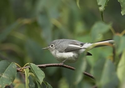 Blue-gray Gnatcatcher