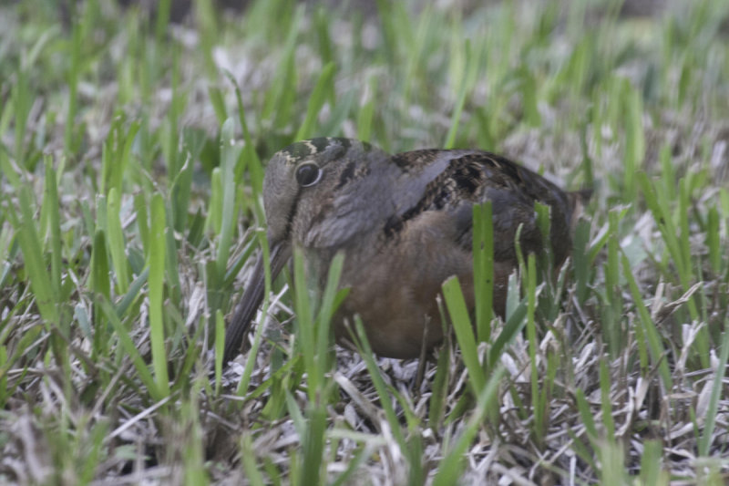 American Woodcock 2
