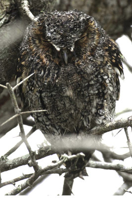 Flamulated Owl 3