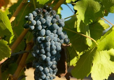 Lodi Area Vineyard Proofs - 8/28/06