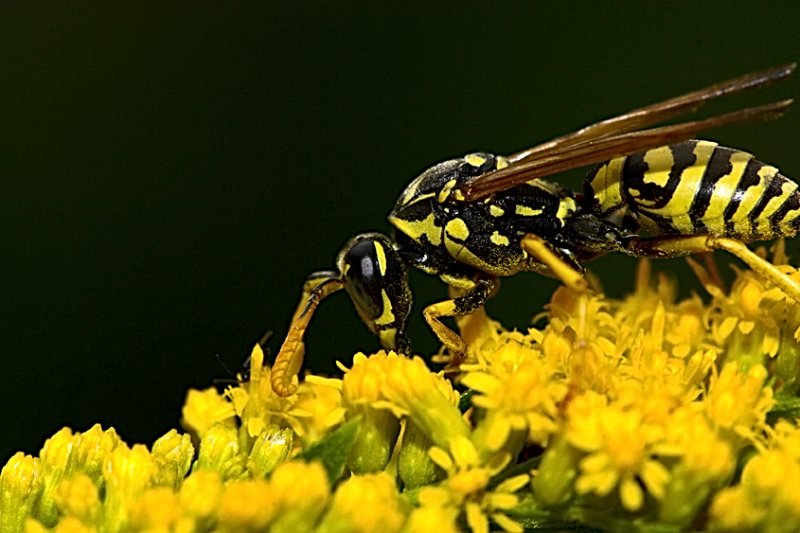 Wasp 3 resized.jpg