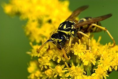 Wasp 1 resized.jpg