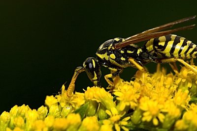 Wasp 3 resized.jpg
