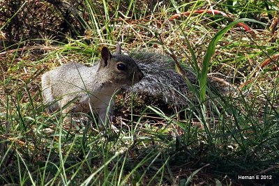 grey squirrel